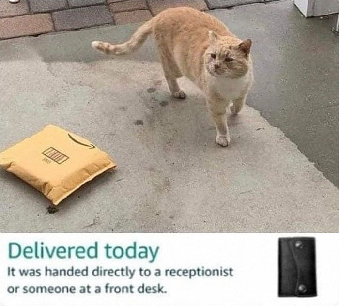 77 Cute And Funny Cat Memes To Look At Instead Of Dealing With Your Problems