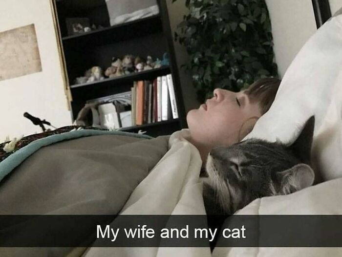 77 Cute And Funny Cat Memes To Look At Instead Of Dealing With Your Problems