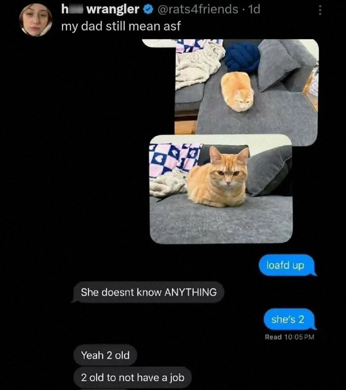 77 Cute And Funny Cat Memes To Look At Instead Of Dealing With Your Problems