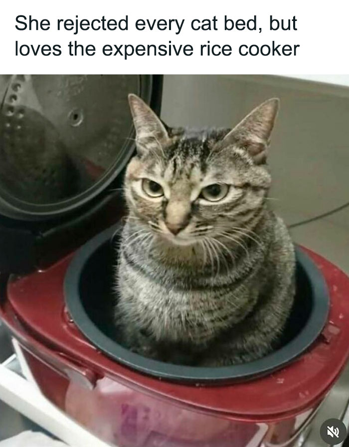 77 Cute And Funny Cat Memes To Look At Instead Of Dealing With Your Problems