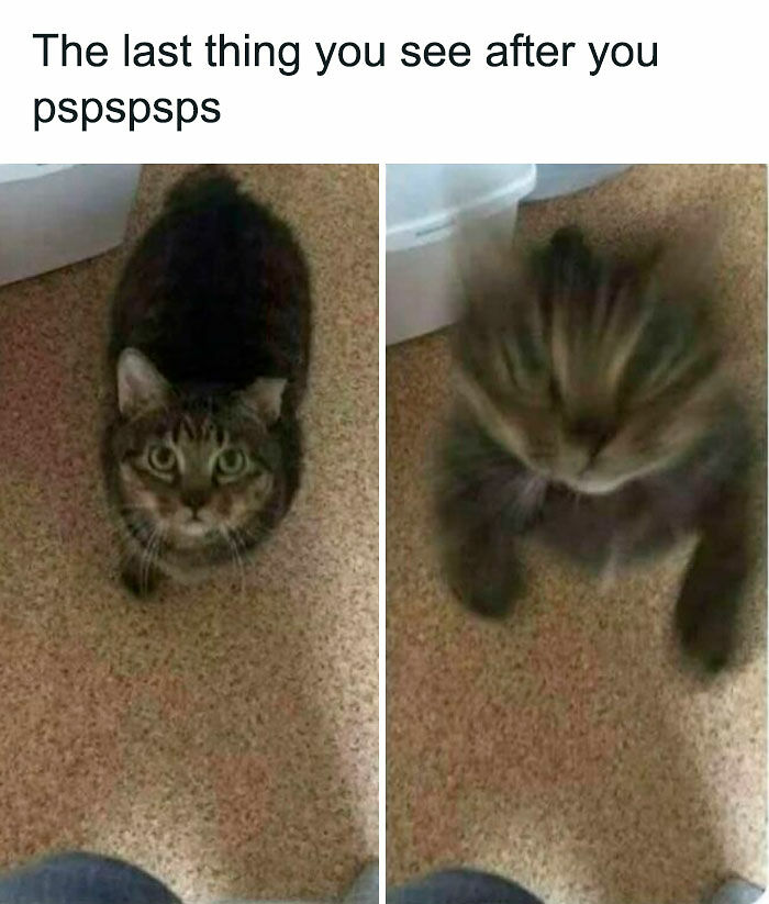77 Cute And Funny Cat Memes To Look At Instead Of Dealing With Your Problems