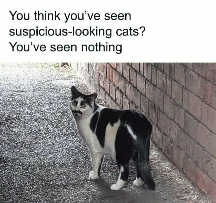 77 Cute And Funny Cat Memes To Look At Instead Of Dealing With Your Problems