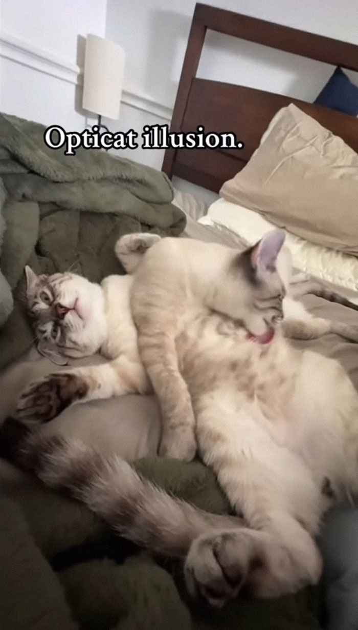 77 Cute And Funny Cat Memes To Look At Instead Of Dealing With Your Problems