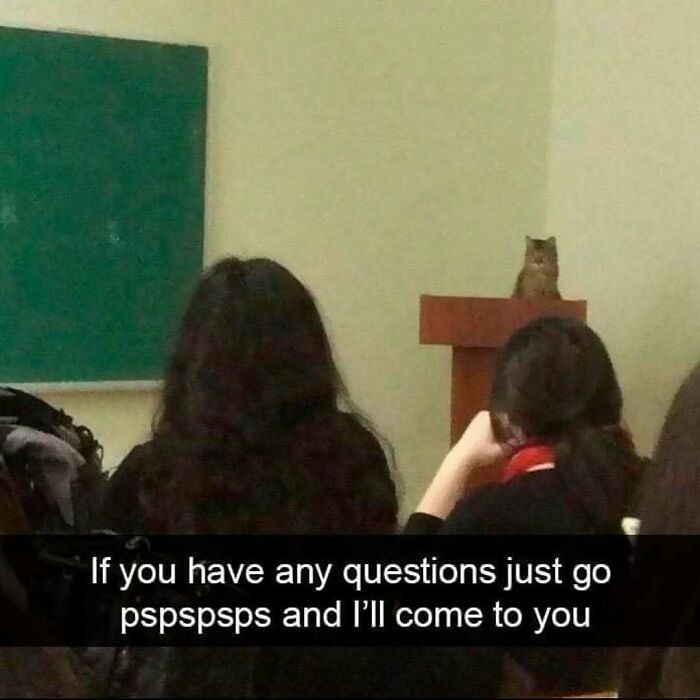 77 Cute And Funny Cat Memes To Look At Instead Of Dealing With Your Problems