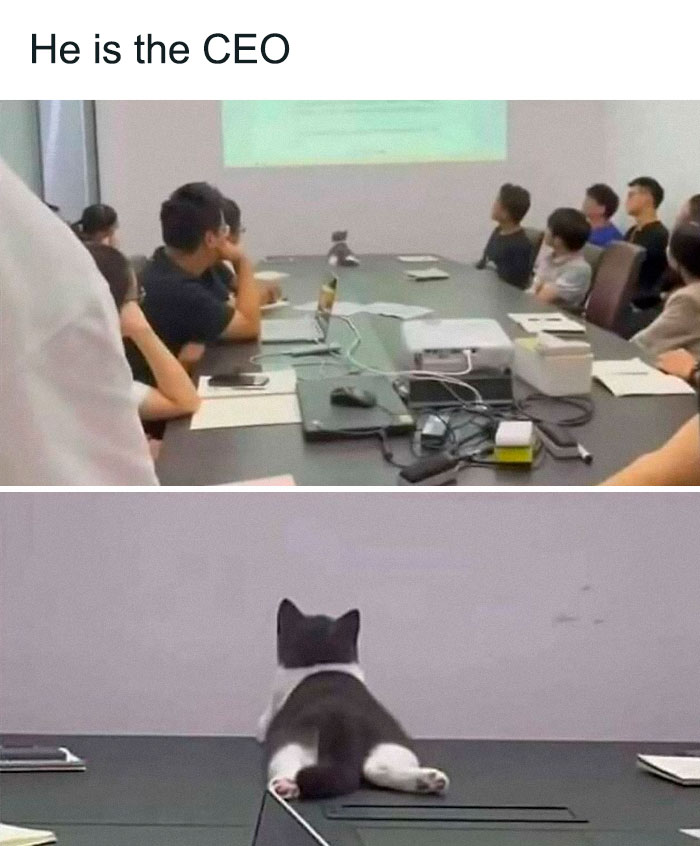 77 Cute And Funny Cat Memes To Look At Instead Of Dealing With Your Problems