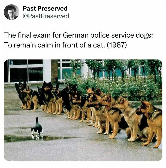 77 Cute And Funny Cat Memes To Look At Instead Of Dealing With Your Problems