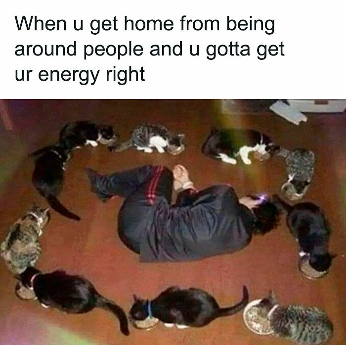 77 Cute And Funny Cat Memes To Look At Instead Of Dealing With Your Problems