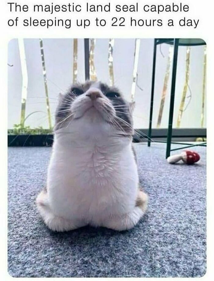77 Cute And Funny Cat Memes To Look At Instead Of Dealing With Your Problems