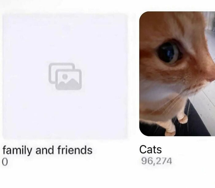 77 Cute And Funny Cat Memes To Look At Instead Of Dealing With Your Problems