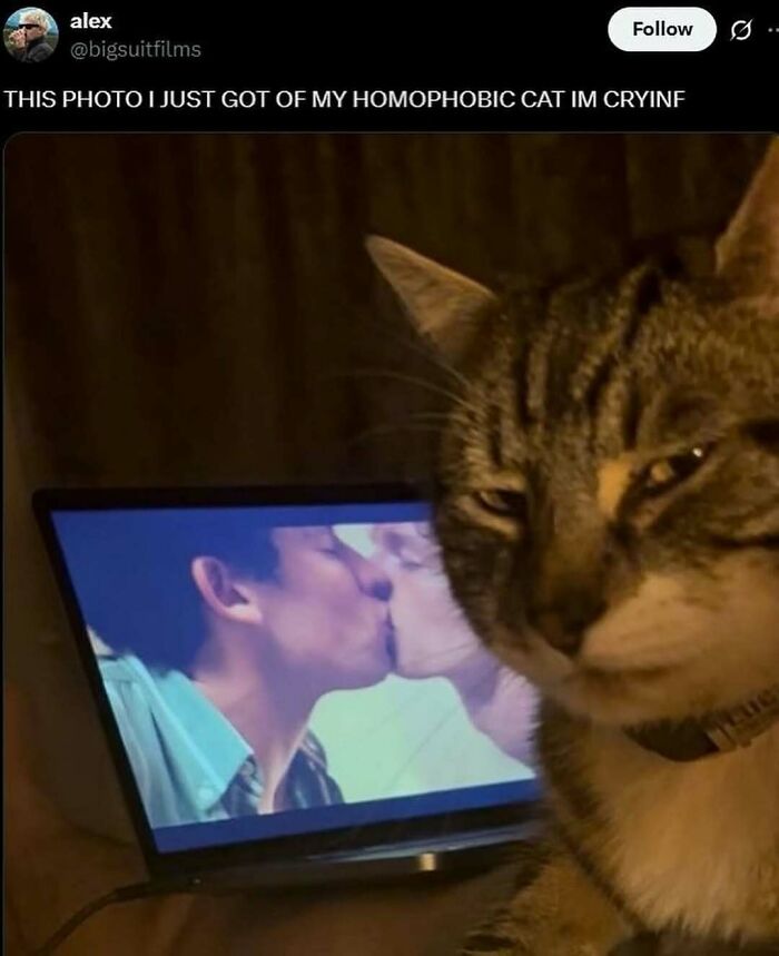 77 Cute And Funny Cat Memes To Look At Instead Of Dealing With Your Problems