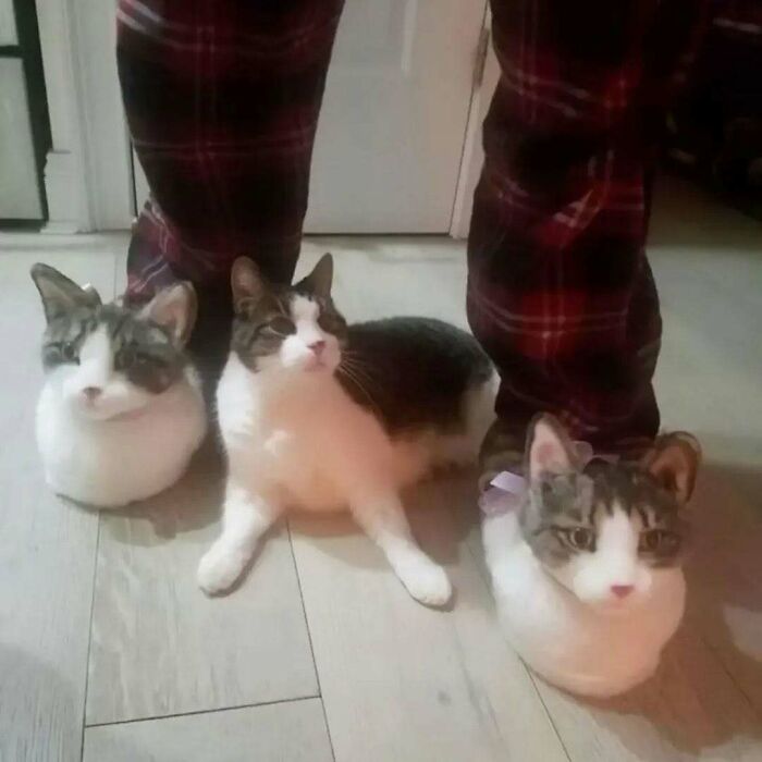 77 Cute And Funny Cat Memes To Look At Instead Of Dealing With Your Problems