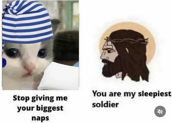 77 Cute And Funny Cat Memes To Look At Instead Of Dealing With Your Problems