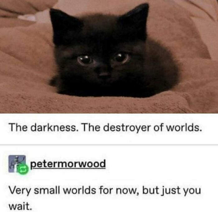 77 Cute And Funny Cat Memes To Look At Instead Of Dealing With Your Problems