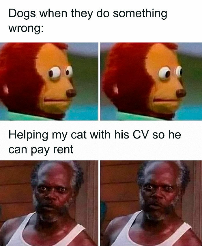 77 Cute And Funny Cat Memes To Look At Instead Of Dealing With Your Problems