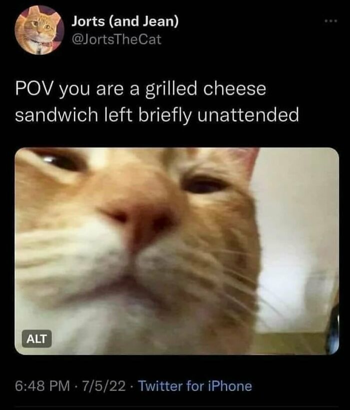 77 Cute And Funny Cat Memes To Look At Instead Of Dealing With Your Problems