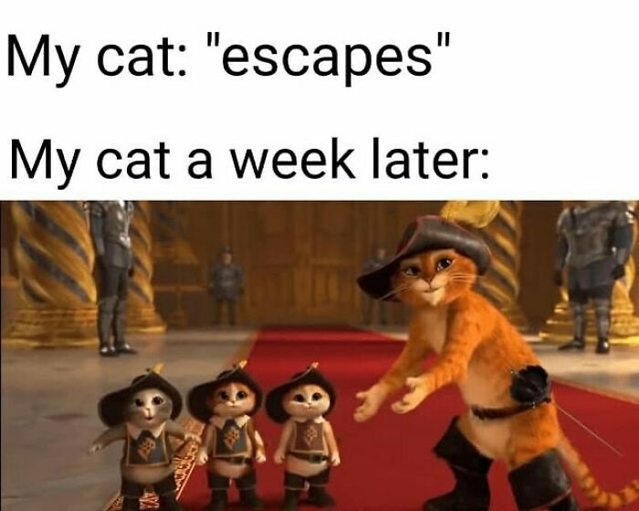 77 Cute And Funny Cat Memes To Look At Instead Of Dealing With Your Problems