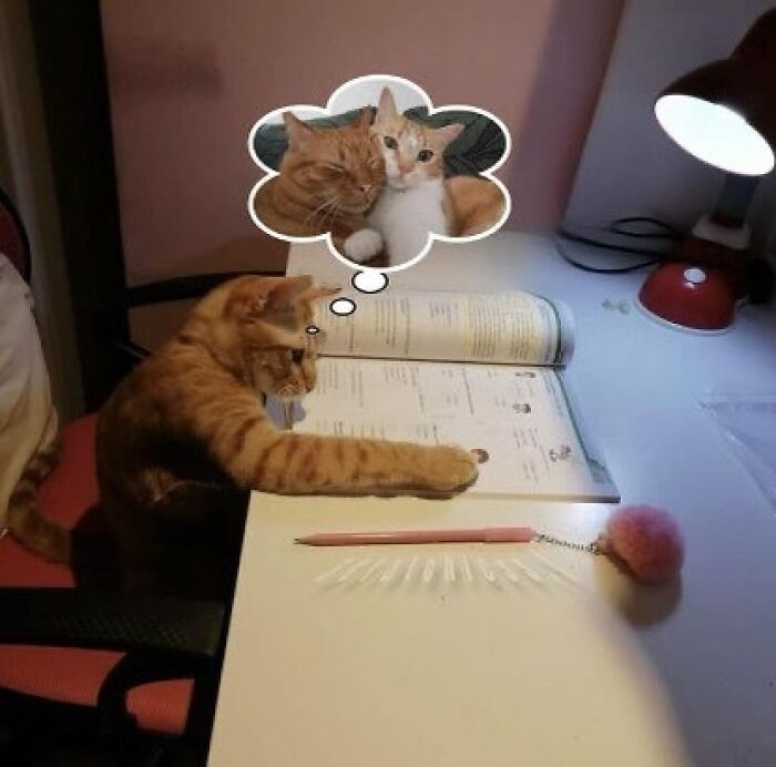 77 Cute And Funny Cat Memes To Look At Instead Of Dealing With Your Problems