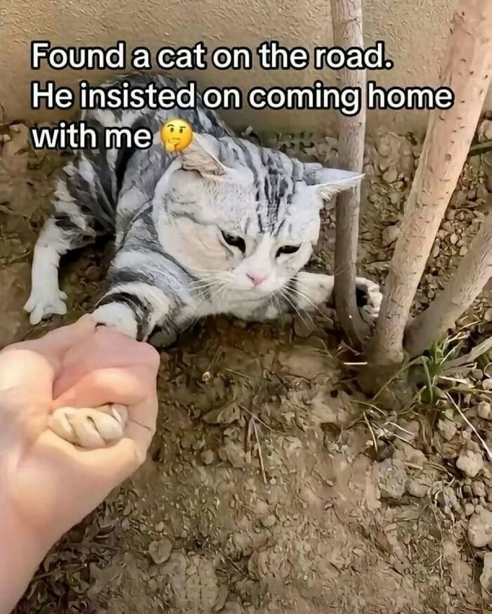 77 Cute And Funny Cat Memes To Look At Instead Of Dealing With Your Problems