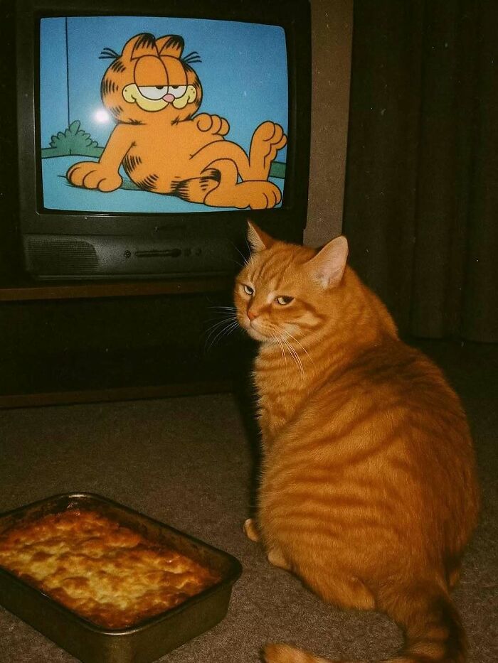 77 Cute And Funny Cat Memes To Look At Instead Of Dealing With Your Problems