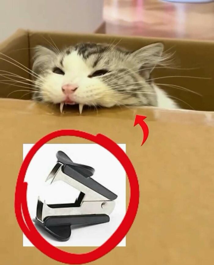 77 Cute And Funny Cat Memes To Look At Instead Of Dealing With Your Problems