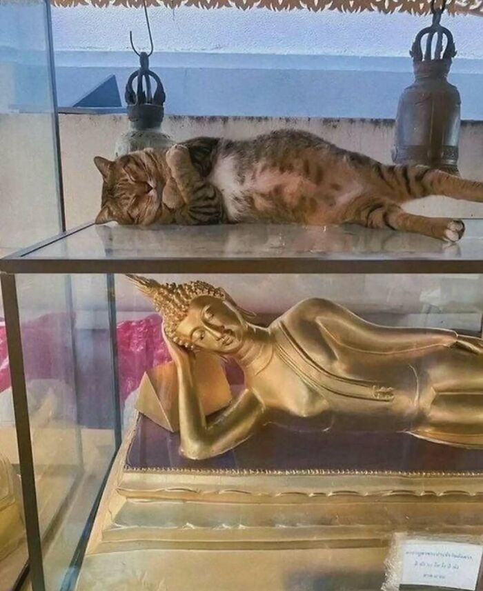 77 Cute And Funny Cat Memes To Look At Instead Of Dealing With Your Problems