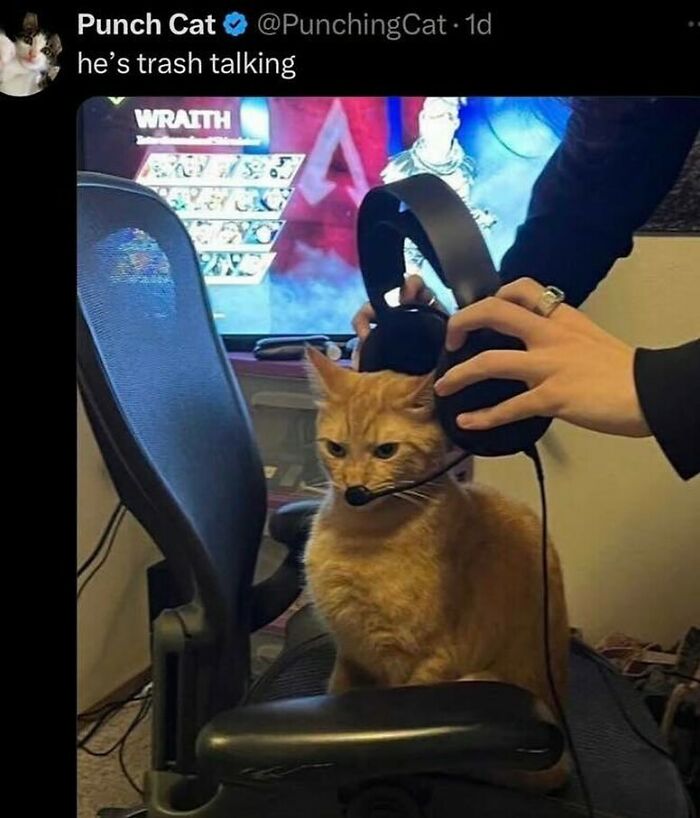 77 Cute And Funny Cat Memes To Look At Instead Of Dealing With Your Problems
