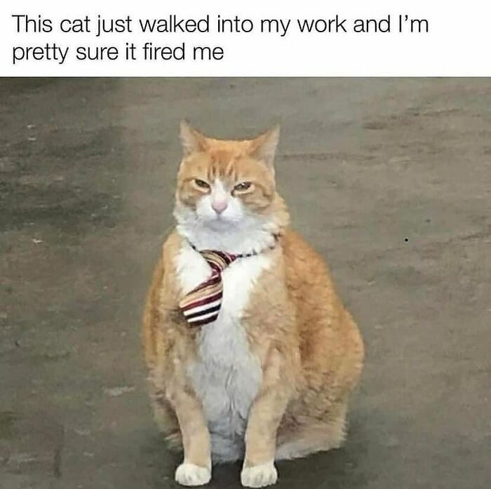77 Cute And Funny Cat Memes To Look At Instead Of Dealing With Your Problems