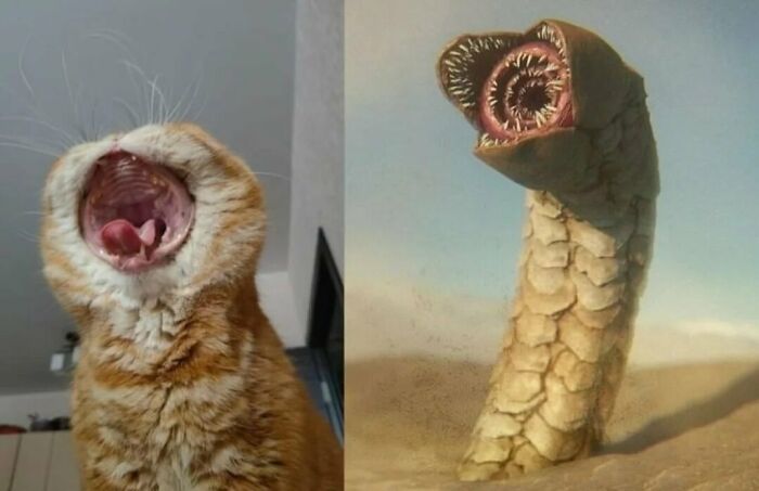 77 Cute And Funny Cat Memes To Look At Instead Of Dealing With Your Problems