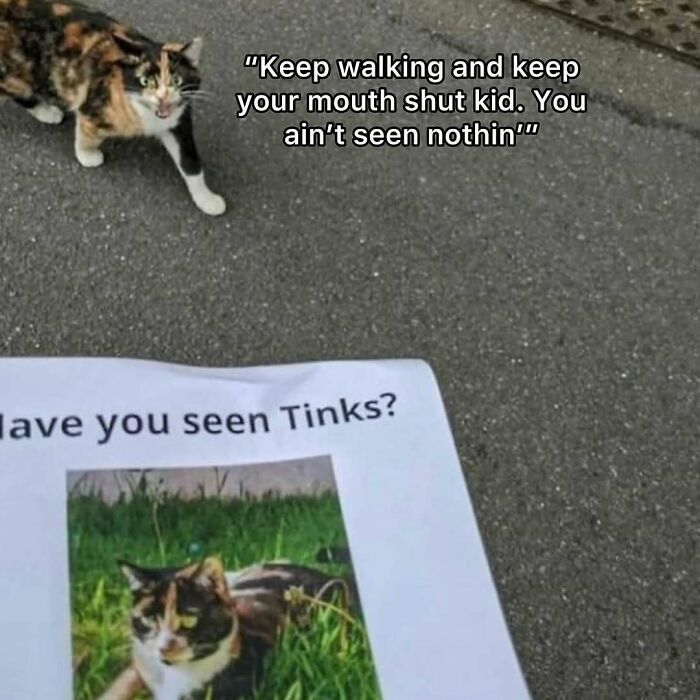 77 Cute And Funny Cat Memes To Look At Instead Of Dealing With Your Problems