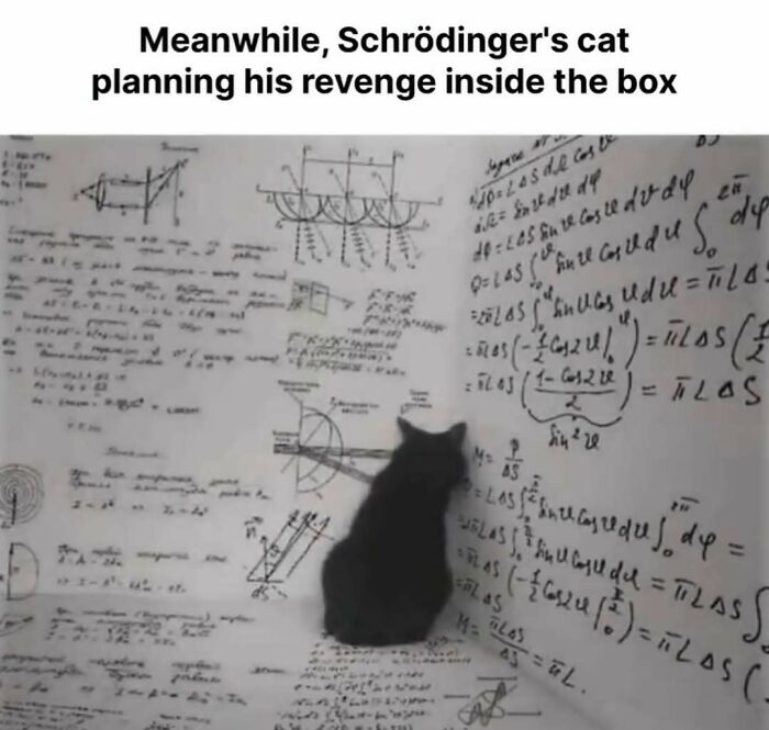 77 Cute And Funny Cat Memes To Look At Instead Of Dealing With Your Problems