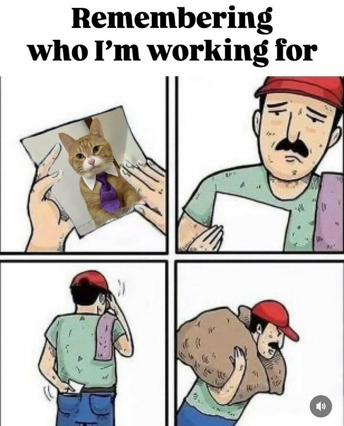 77 Cute And Funny Cat Memes To Look At Instead Of Dealing With Your Problems