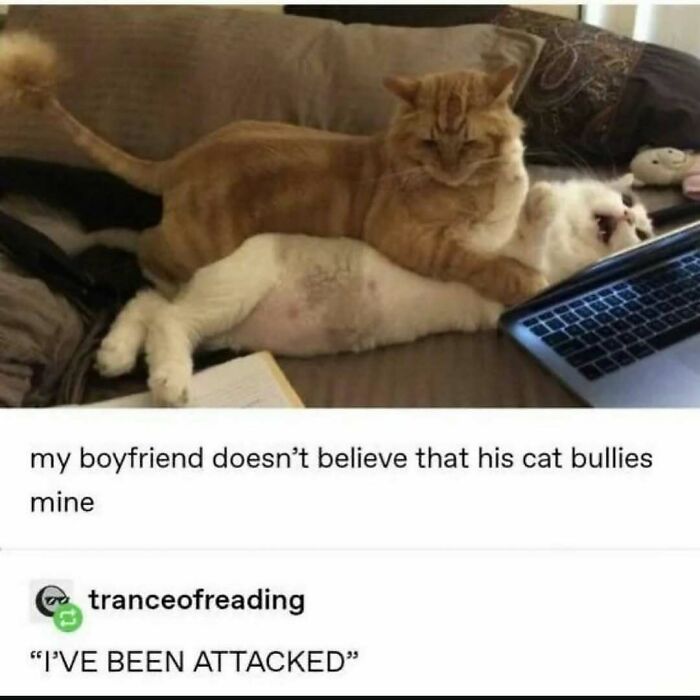77 Cute And Funny Cat Memes To Look At Instead Of Dealing With Your Problems
