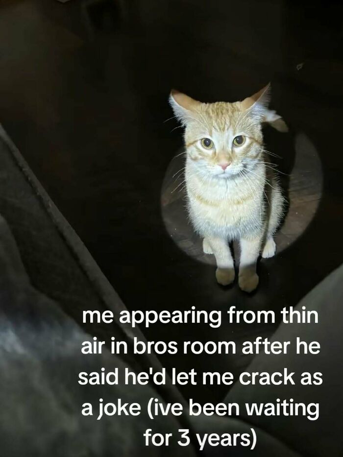 77 Cute And Funny Cat Memes To Look At Instead Of Dealing With Your Problems