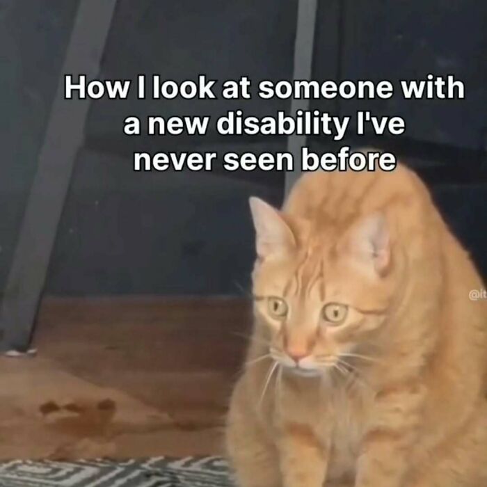 77 Cute And Funny Cat Memes To Look At Instead Of Dealing With Your Problems