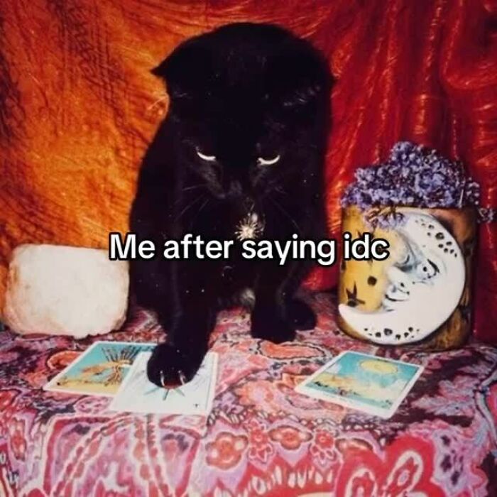 77 Cute And Funny Cat Memes To Look At Instead Of Dealing With Your Problems