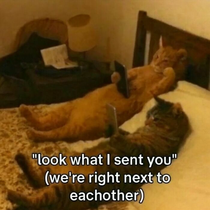 77 Cute And Funny Cat Memes To Look At Instead Of Dealing With Your Problems