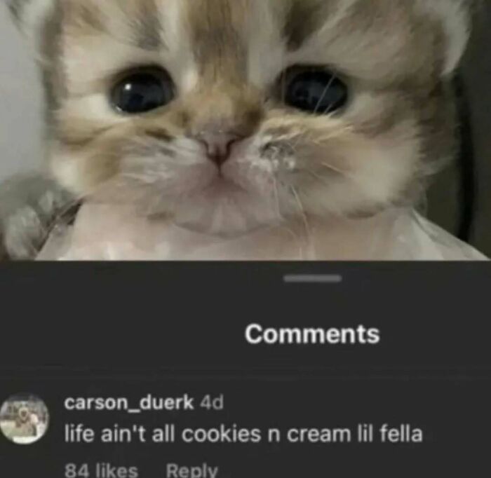 77 Cute And Funny Cat Memes To Look At Instead Of Dealing With Your Problems