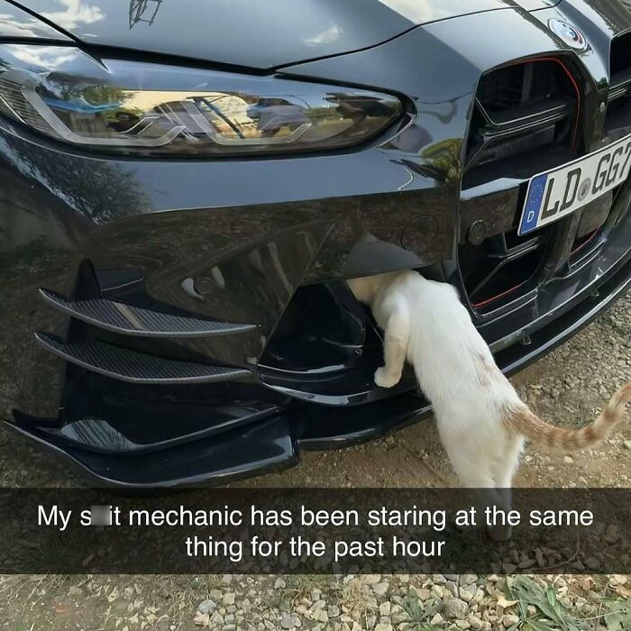 77 Cute And Funny Cat Memes To Look At Instead Of Dealing With Your Problems