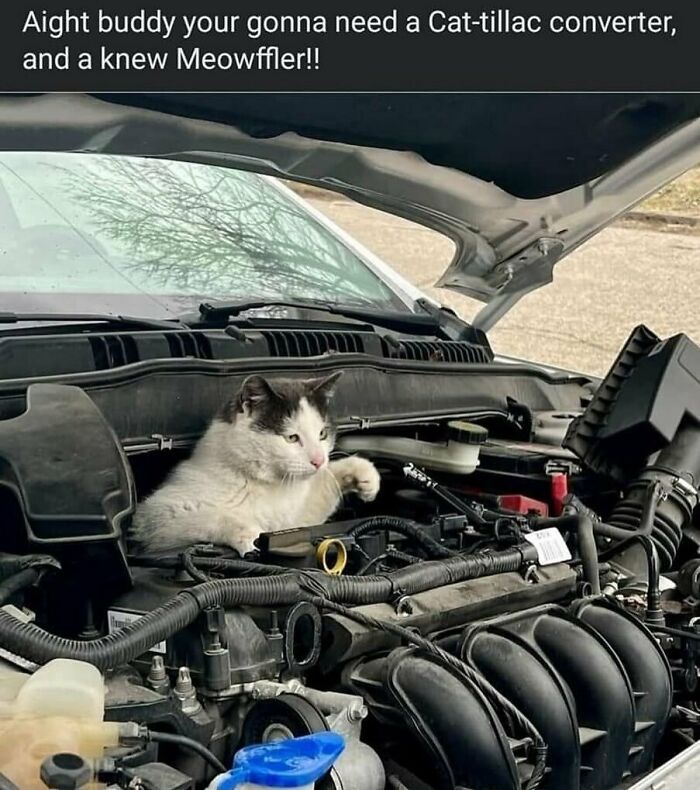 77 Cute And Funny Cat Memes To Look At Instead Of Dealing With Your Problems
