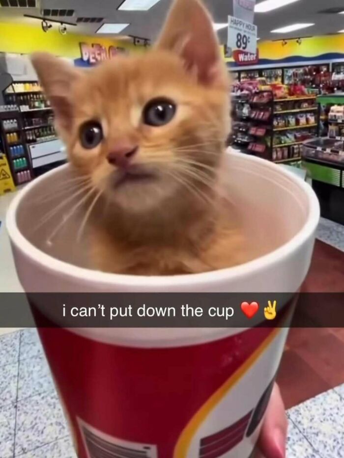 77 Cute And Funny Cat Memes To Look At Instead Of Dealing With Your Problems