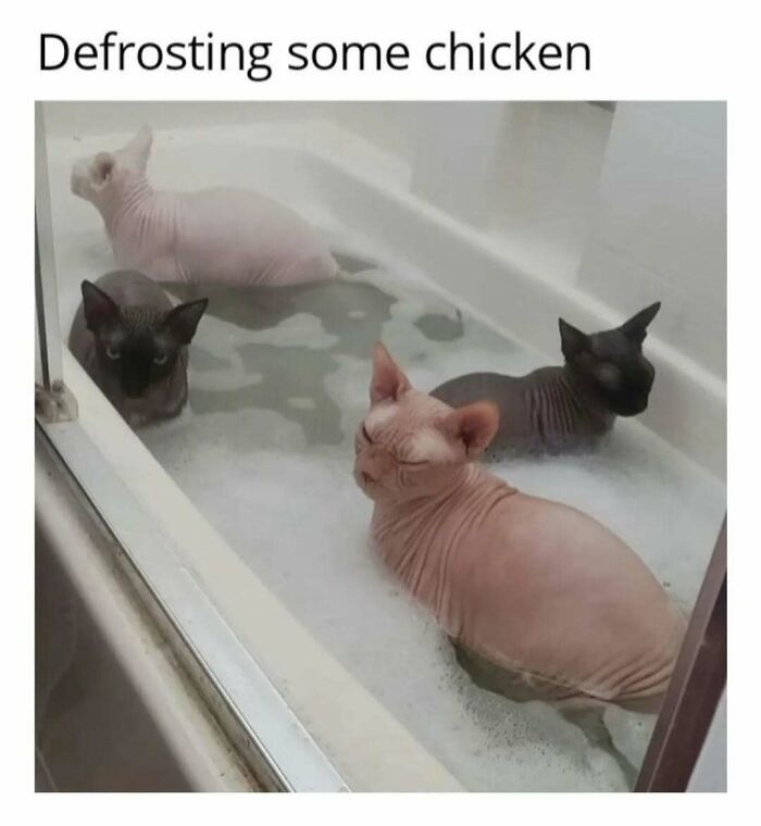 77 Cute And Funny Cat Memes To Look At Instead Of Dealing With Your Problems