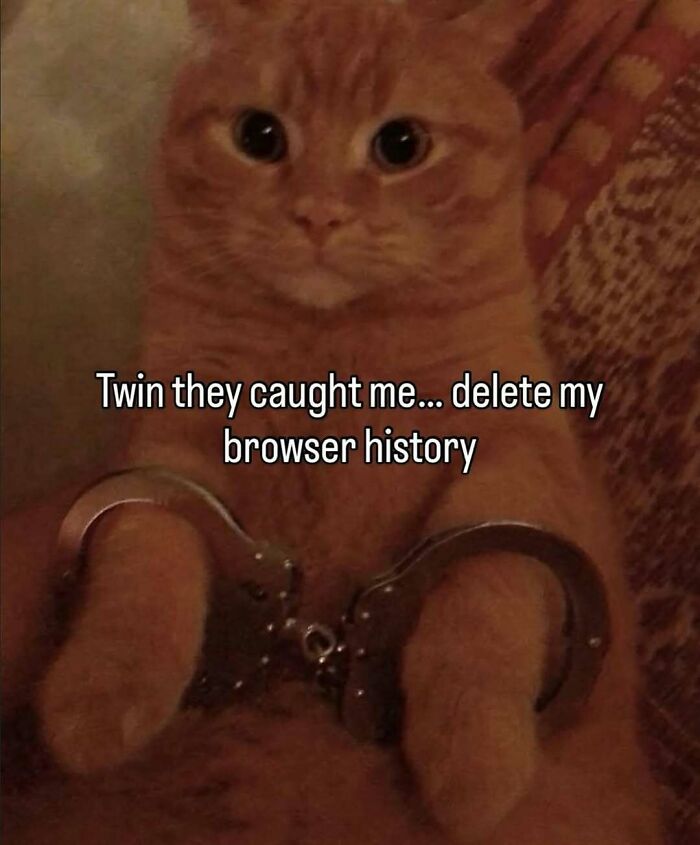 77 Cute And Funny Cat Memes To Look At Instead Of Dealing With Your Problems