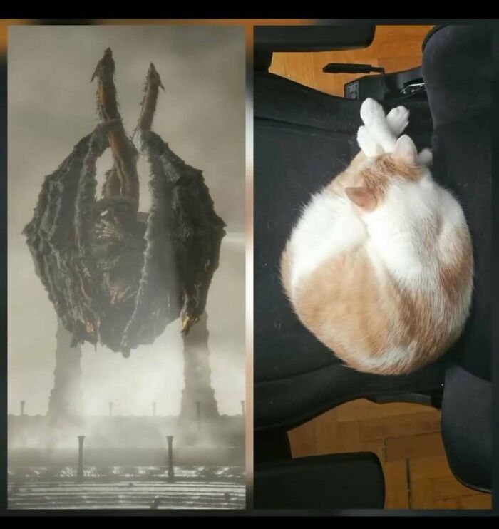 77 Cute And Funny Cat Memes To Look At Instead Of Dealing With Your Problems