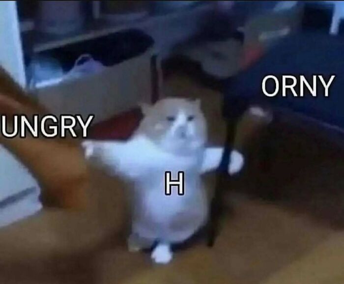 77 Cute And Funny Cat Memes To Look At Instead Of Dealing With Your Problems