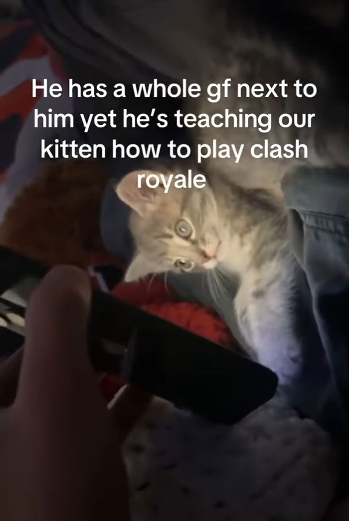 77 Cute And Funny Cat Memes To Look At Instead Of Dealing With Your Problems
