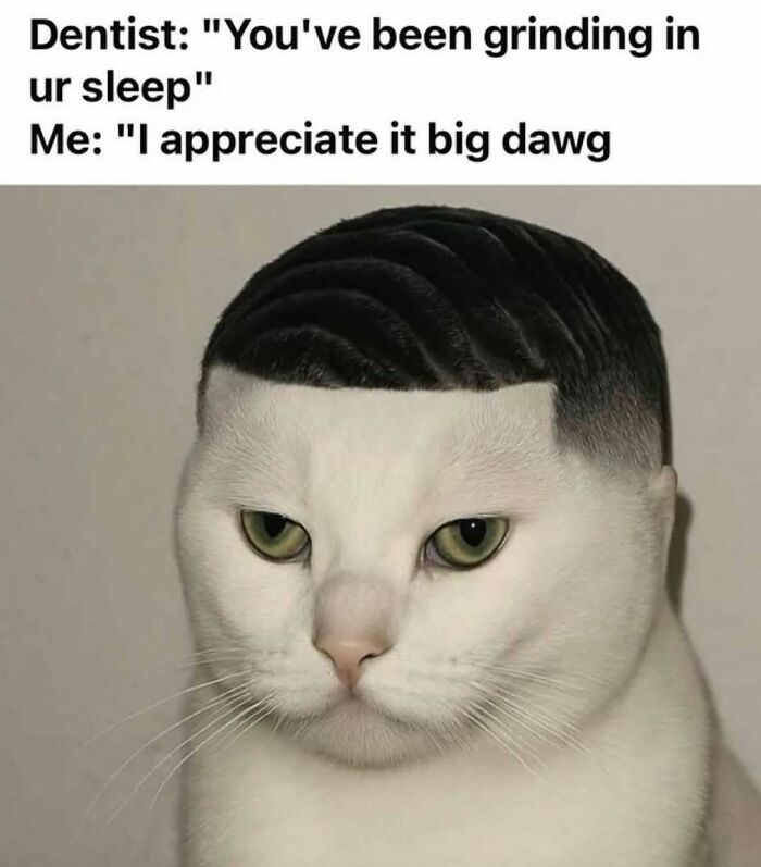 77 Cute And Funny Cat Memes To Look At Instead Of Dealing With Your Problems