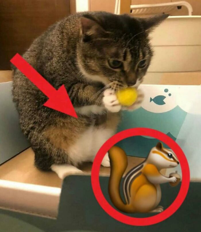 77 Cute And Funny Cat Memes To Look At Instead Of Dealing With Your Problems