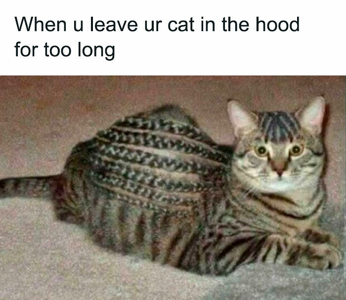 77 Cute And Funny Cat Memes To Look At Instead Of Dealing With Your Problems