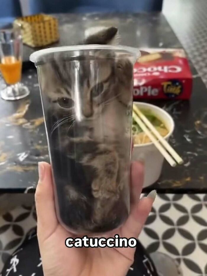 77 Cute And Funny Cat Memes To Look At Instead Of Dealing With Your Problems