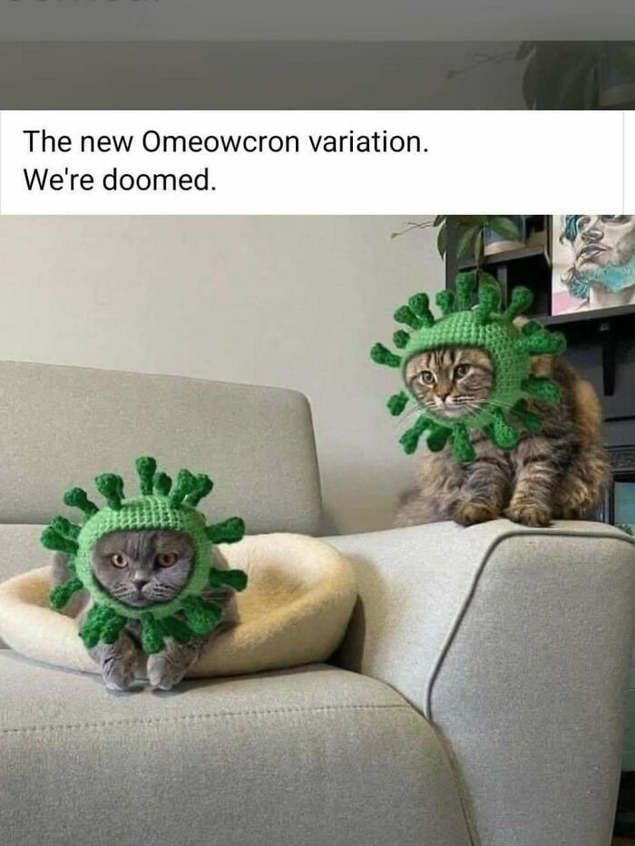 77 Cute And Funny Cat Memes To Look At Instead Of Dealing With Your Problems